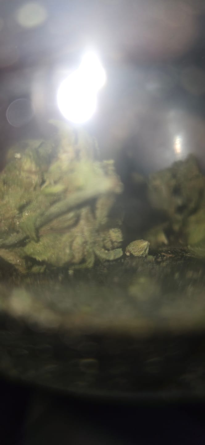 Customer photo review of Gelato 41 - 28 Grams - Hybrid
