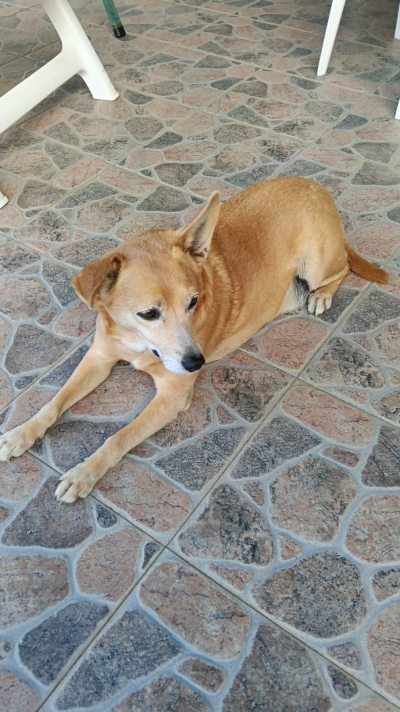 Customer photo review of ProtectionArtro+ 600mg  Condroprotettore per Cani di taglia Piccola