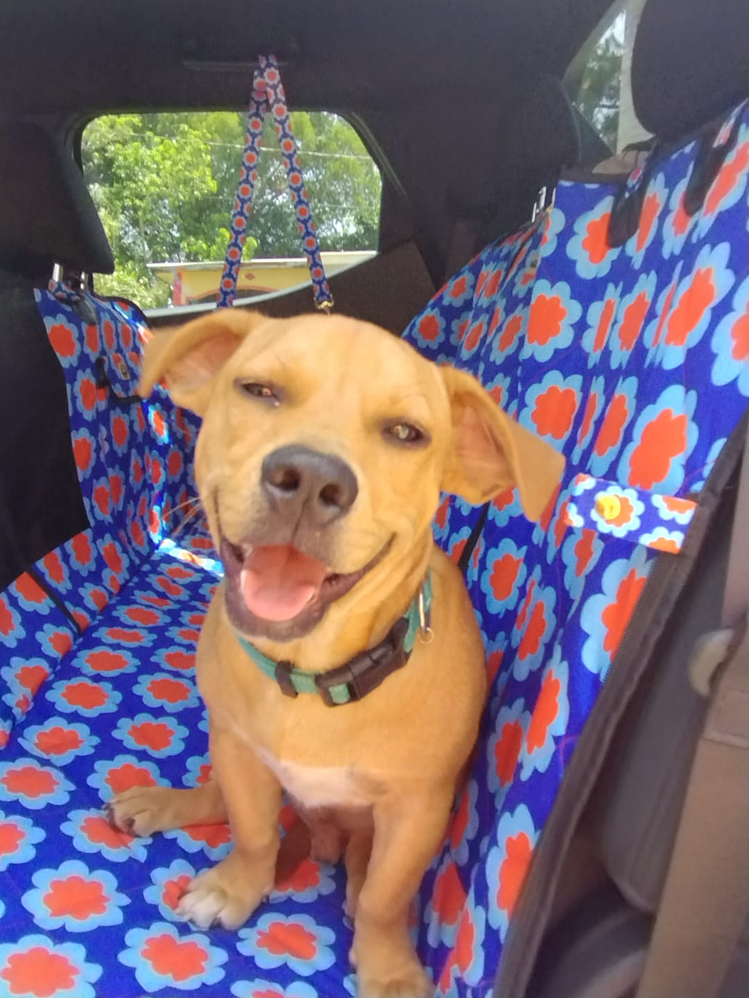Customer photo review of Sorrento - Dog Car Seat Cover