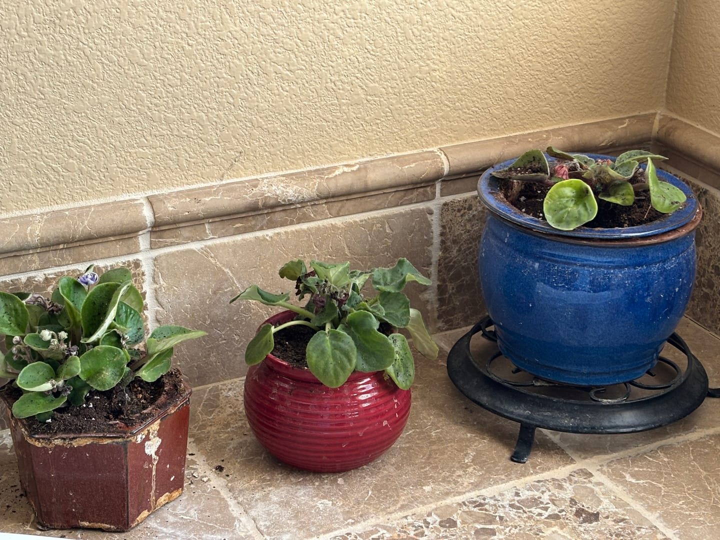 Customer photo review of Assorted 4" African Violet - Live Indoor Flowering Plant - Blooming Houseplant