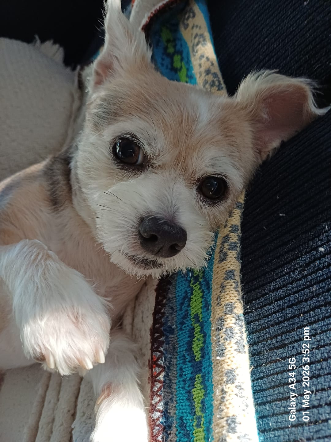 Customer photo review of Marine Vitality Mussel Powder For Dogs - 150g