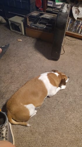Customer photo review of Hemp & Tails Dog Treats - Calming - Peanut Butter Bites