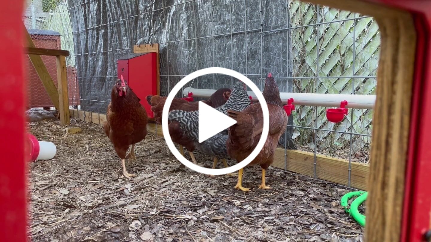 Customer video review of Nesting Herbs 3 0z Bonus Pack (Worth $20)