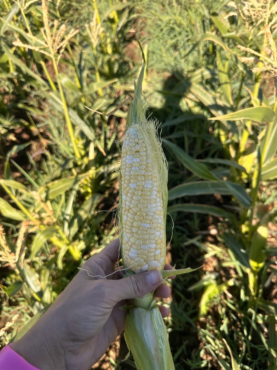 Customer photo review of *Revision Attribute II Sweet Corn (Roundup Ready)