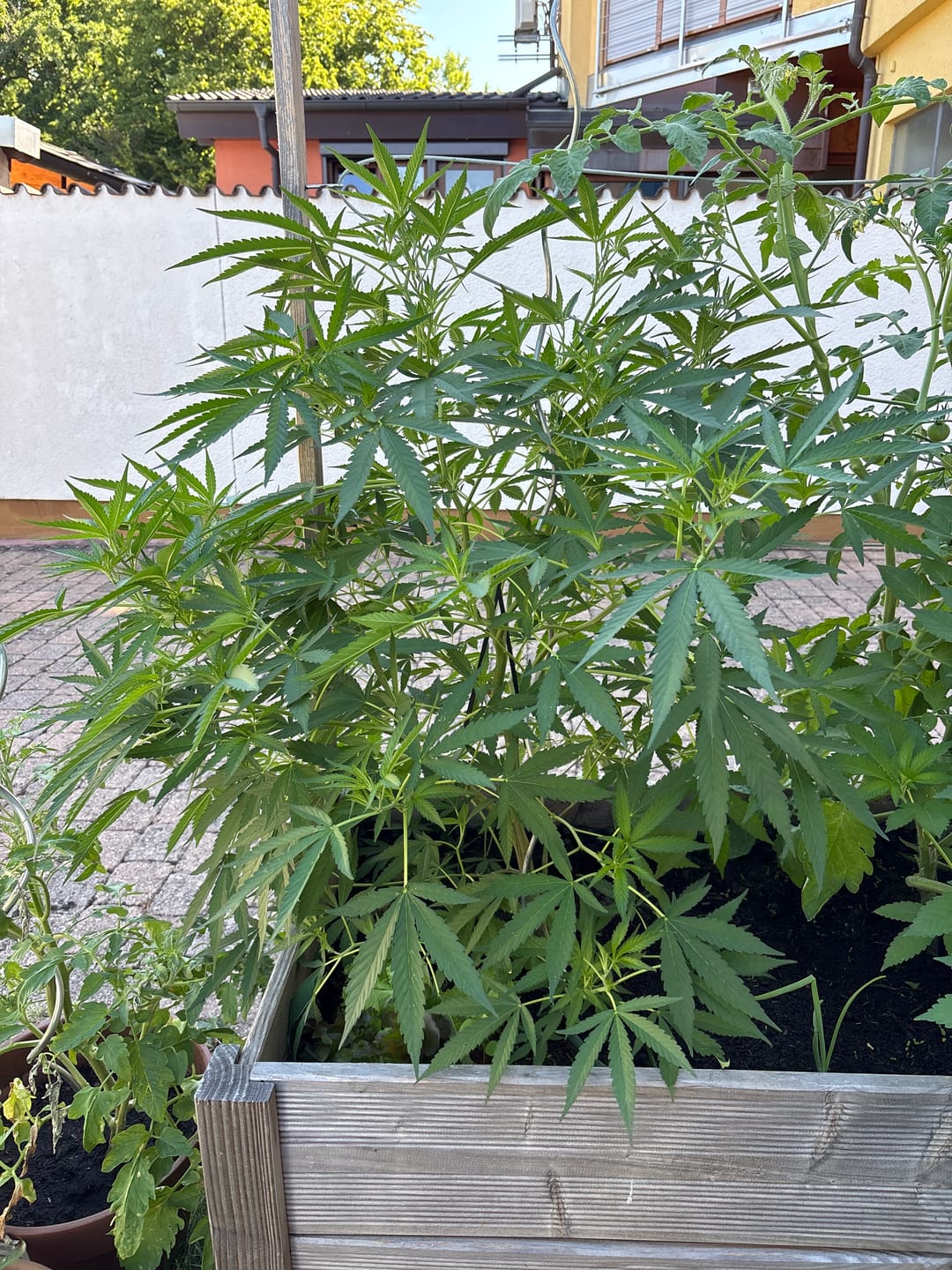 Customer photo review of Hanfstecklinge | Amnesia Lemon