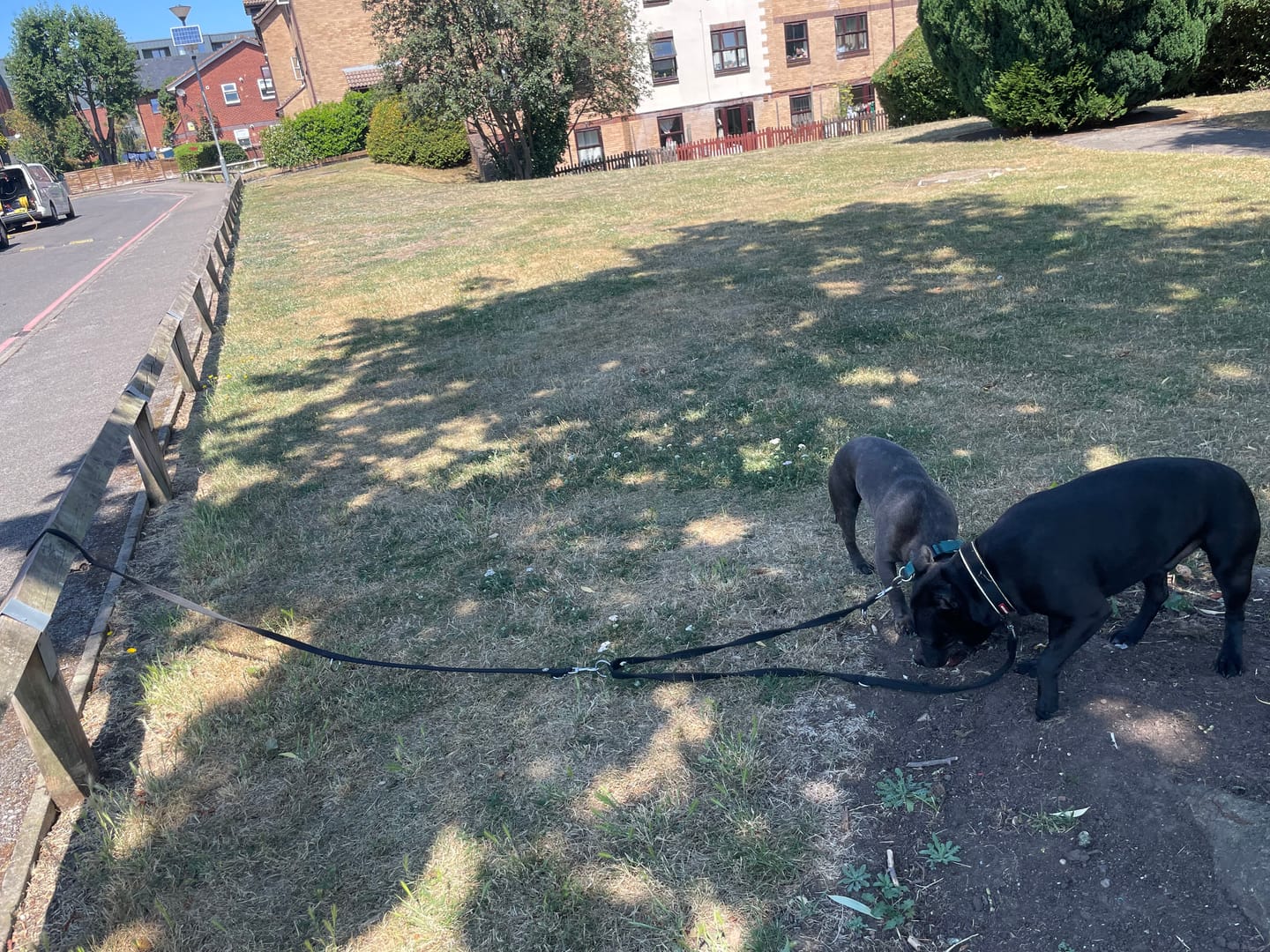 Customer photo review of Training Double Ended Dog Lead | 2m Length -  Black