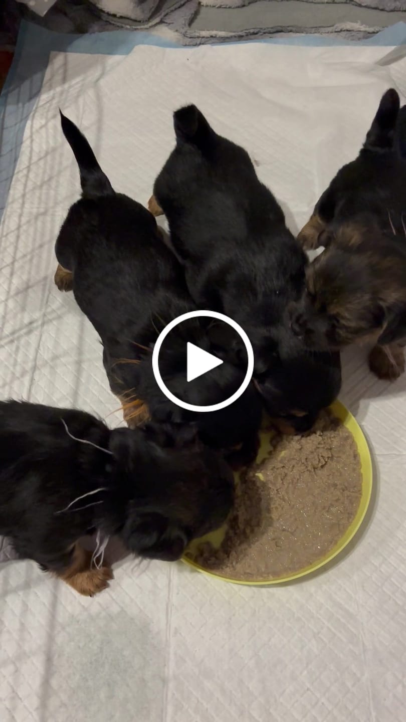 Customer video review of PetFamily Cookies