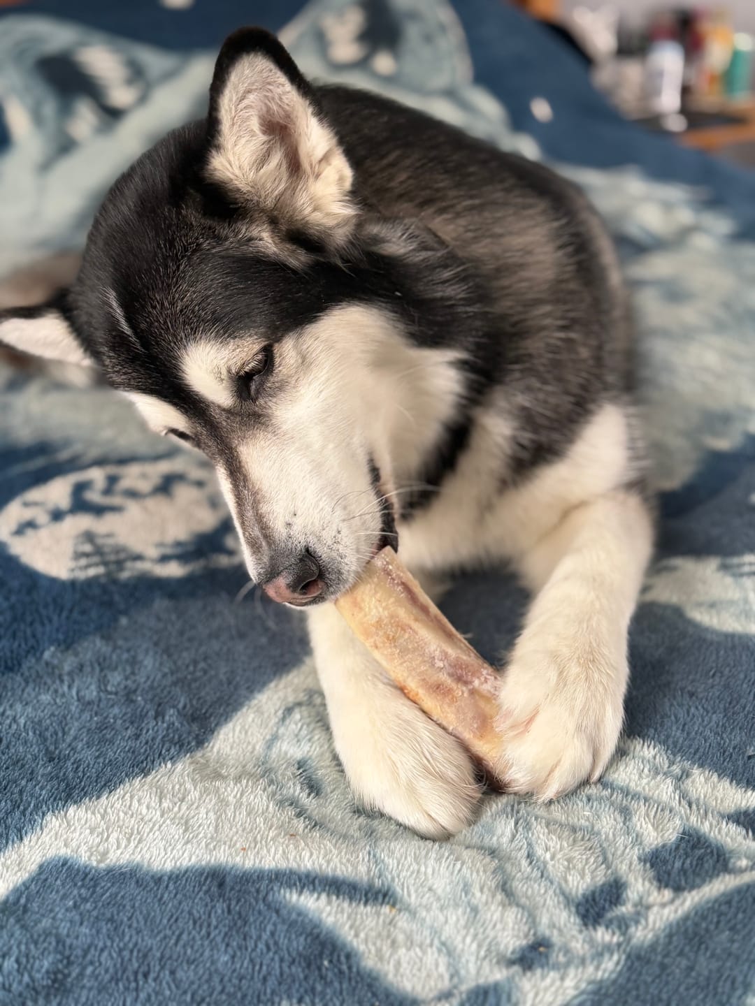 Customer photo review of 5-6 Inch Marrow Bone