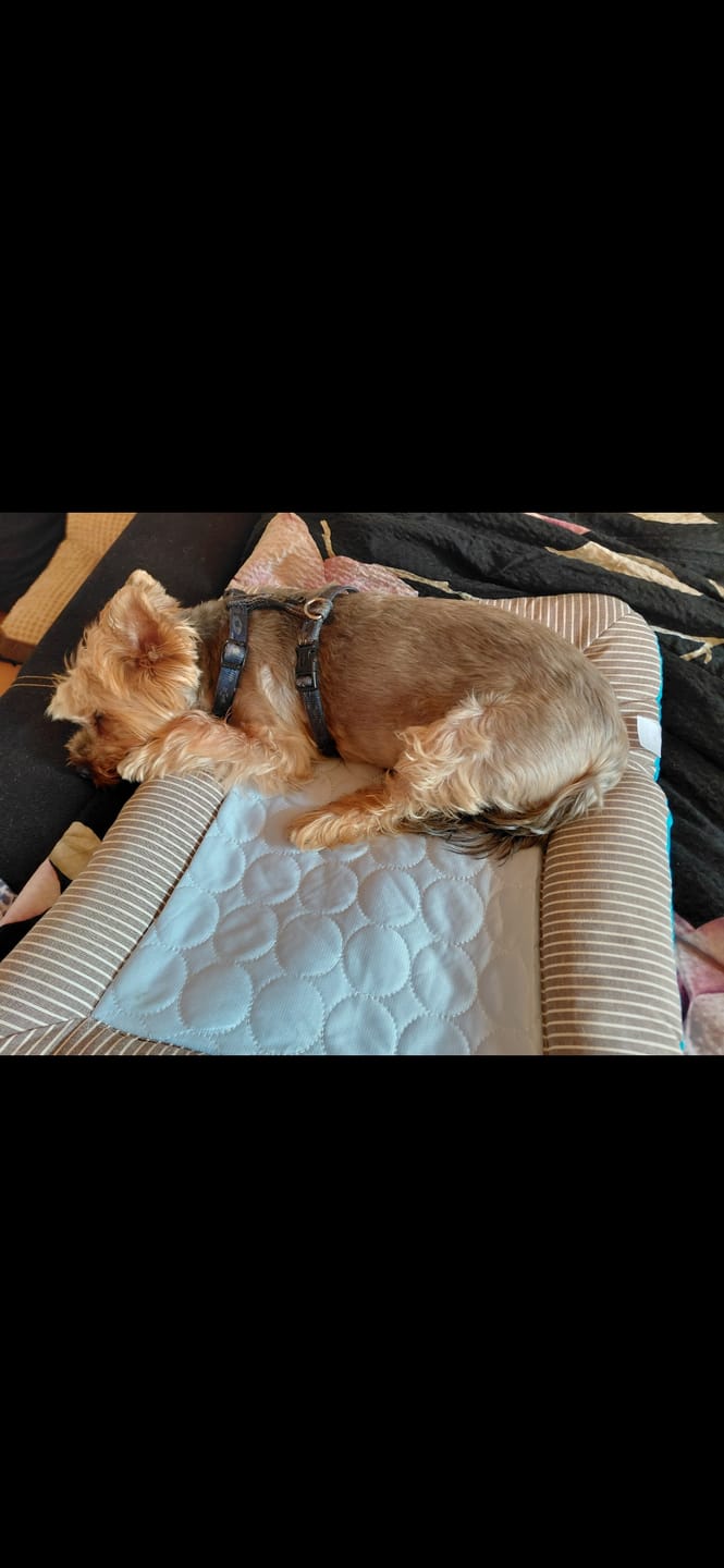 Customer photo review of Premium Kühlmatte Hund – Latexfrei
