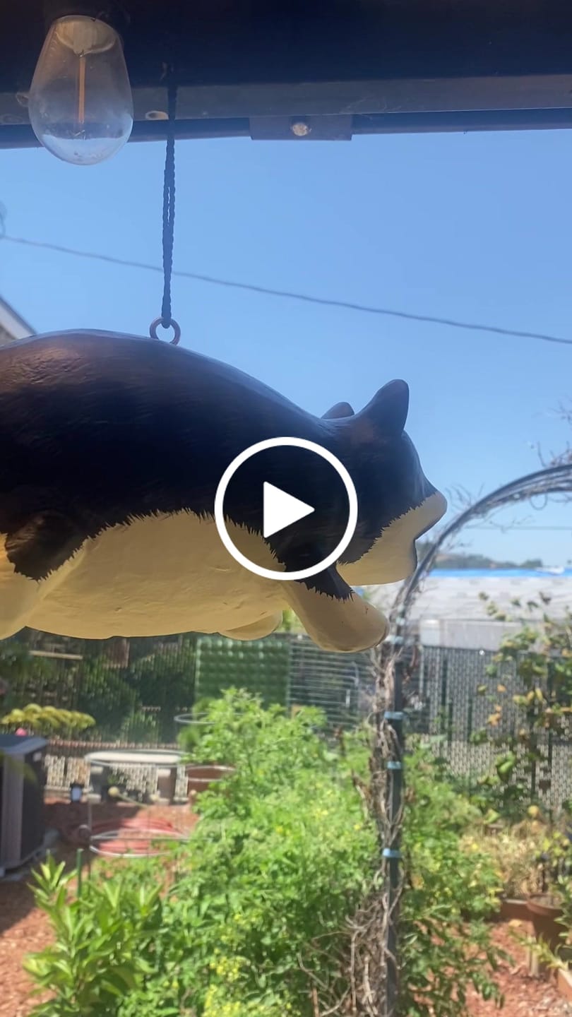 Customer video review of Black & White Fat Cat Wood Birdhouse