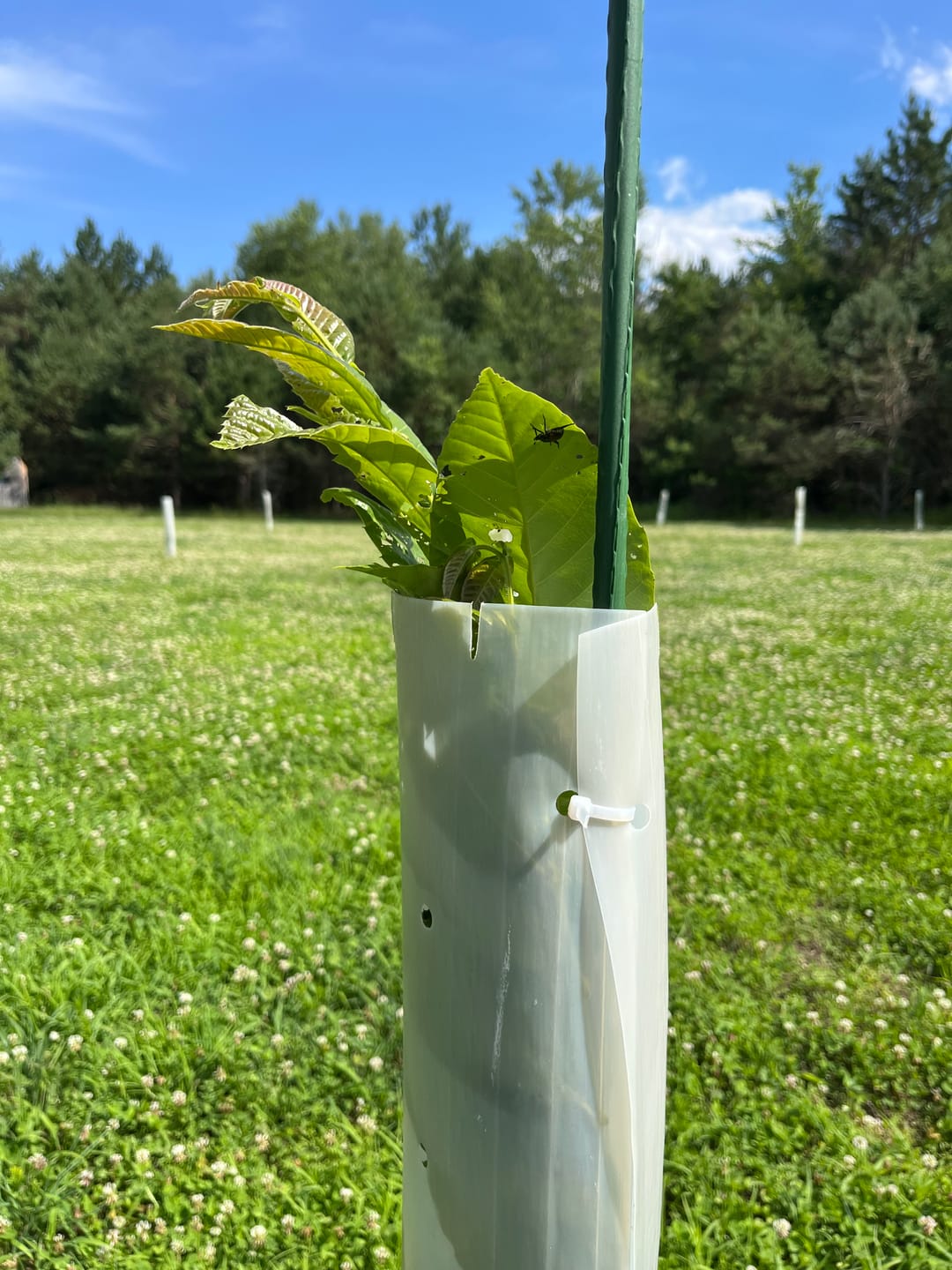 Customer photo review of Hybrid Chestnut