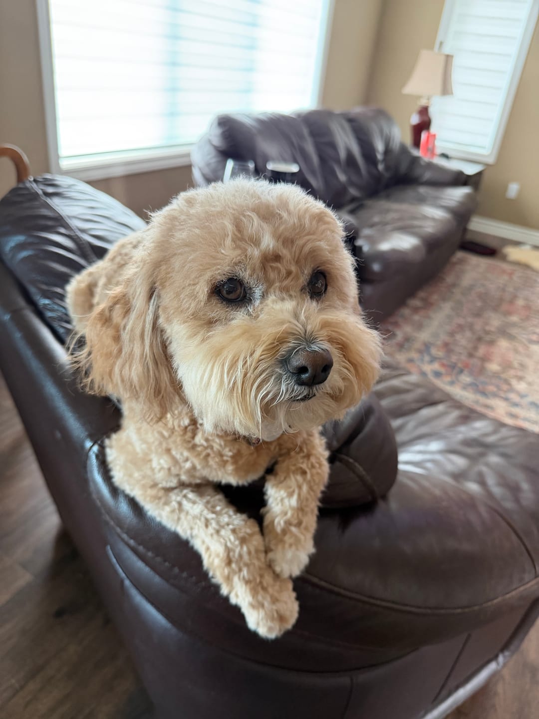 Customer photo review of Himalayan Yak Chew (LARGE)