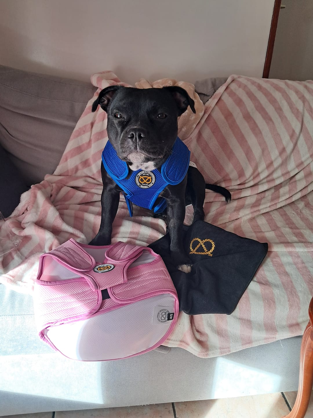 Customer photo review of Staffordshire Bull Terrier 1935® Cooling Vest - Blue