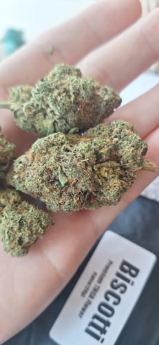 Customer holding several large, green buds of Biscotti THCA Flower in their hand.
