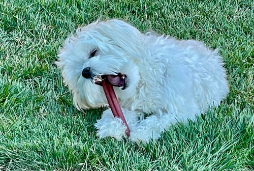 Customer's small white dog happily chewing a 6 Inch Standard Bully Stick on the grass.