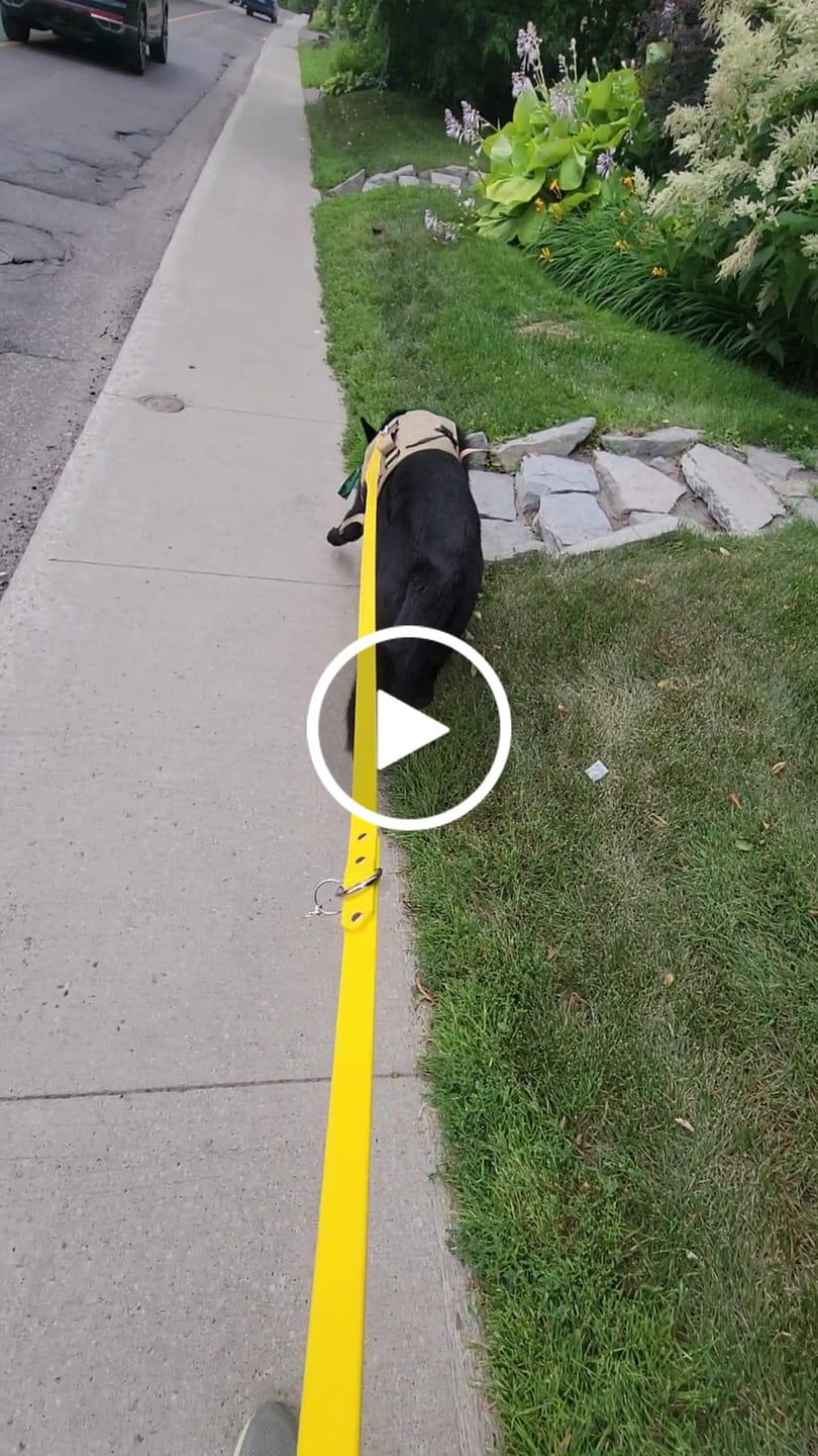 Customer video review of Biothane Traffic Handle Dog Leash