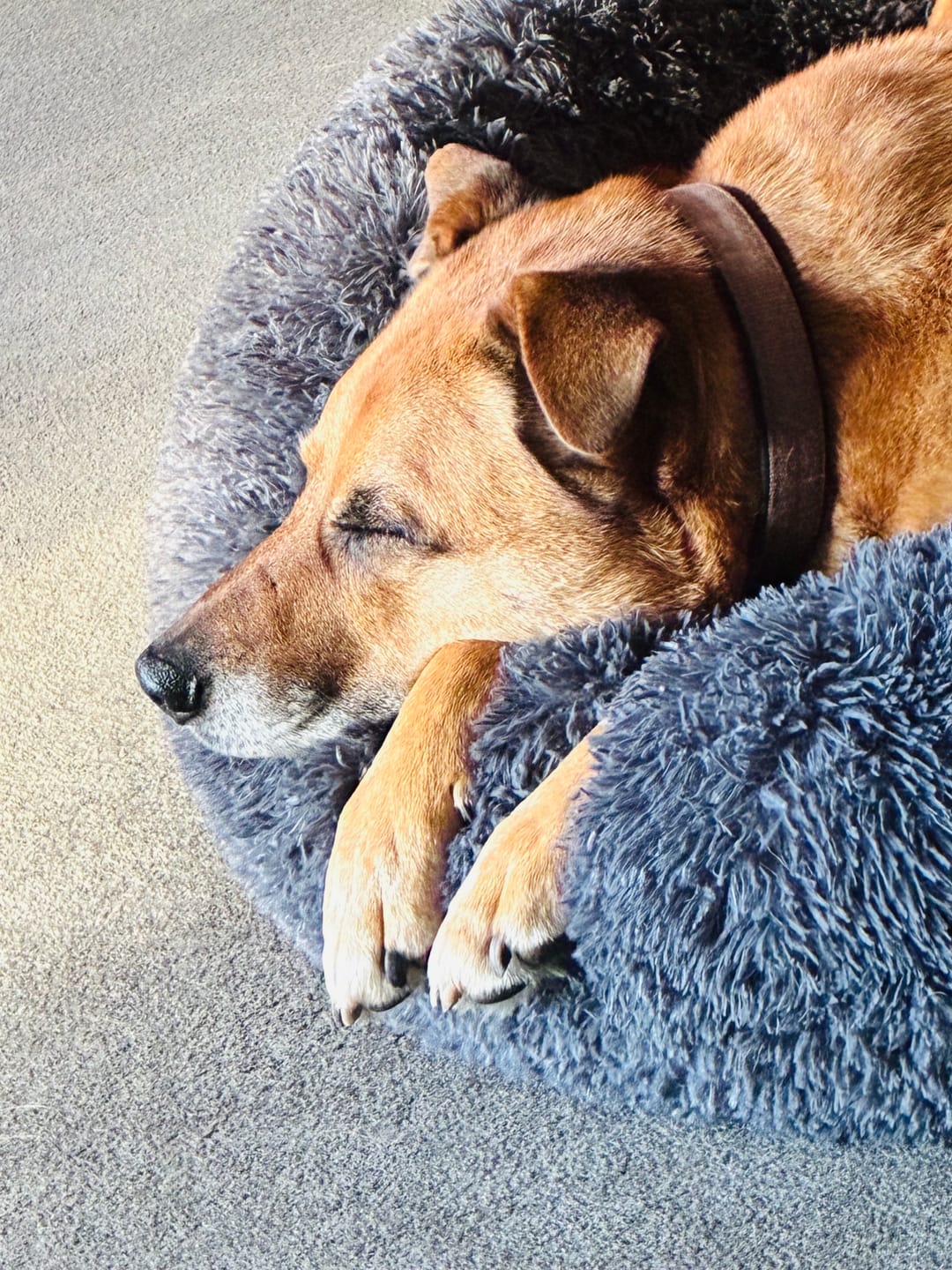 Customer photo review of Brooklyn® Deep Sleep Pet Bed
