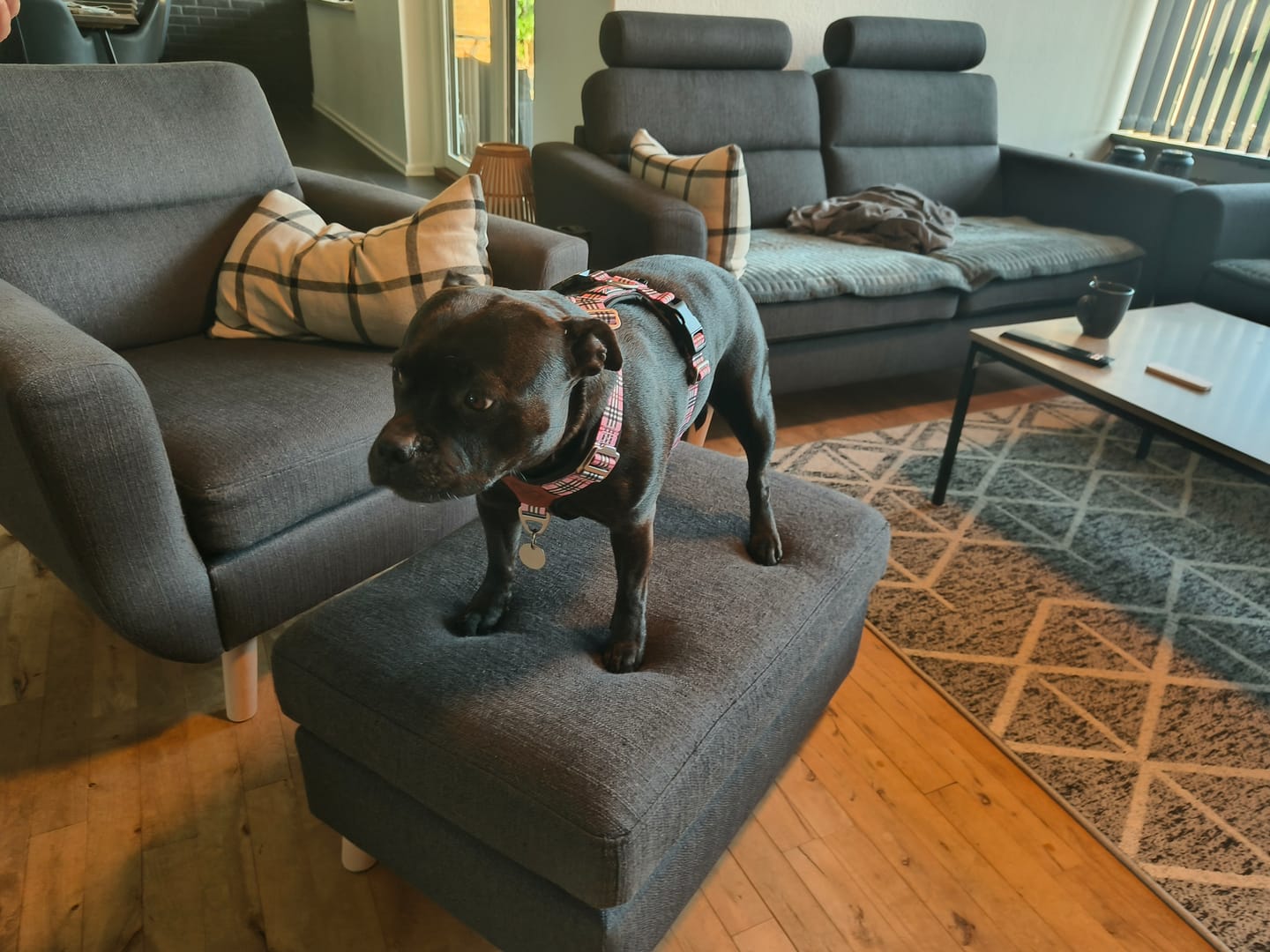 Customer photo review of Staffordshire Bull Terrier 1935® Harness & Leash Set - Staffburry Pink