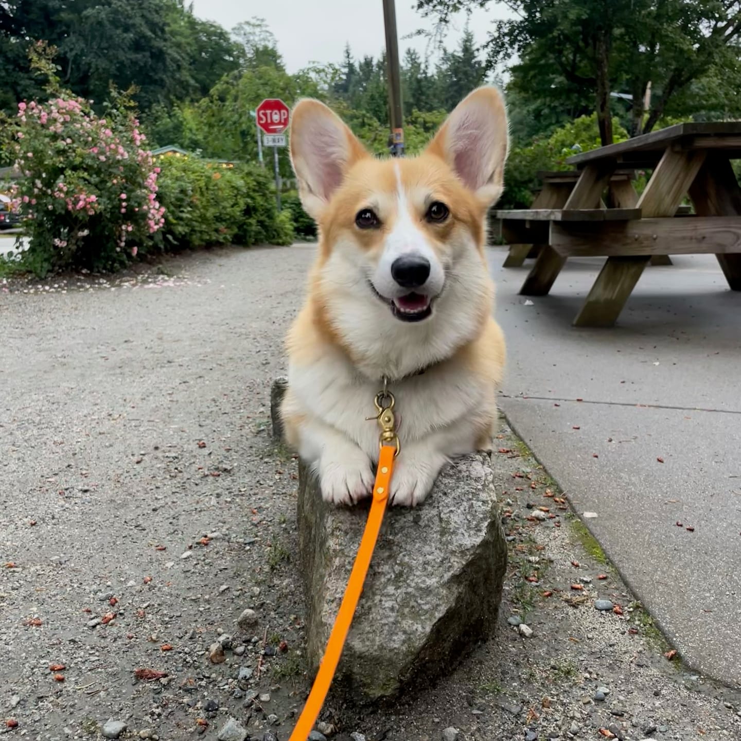 Customer photo review of Biothane Drag Line for Dogs