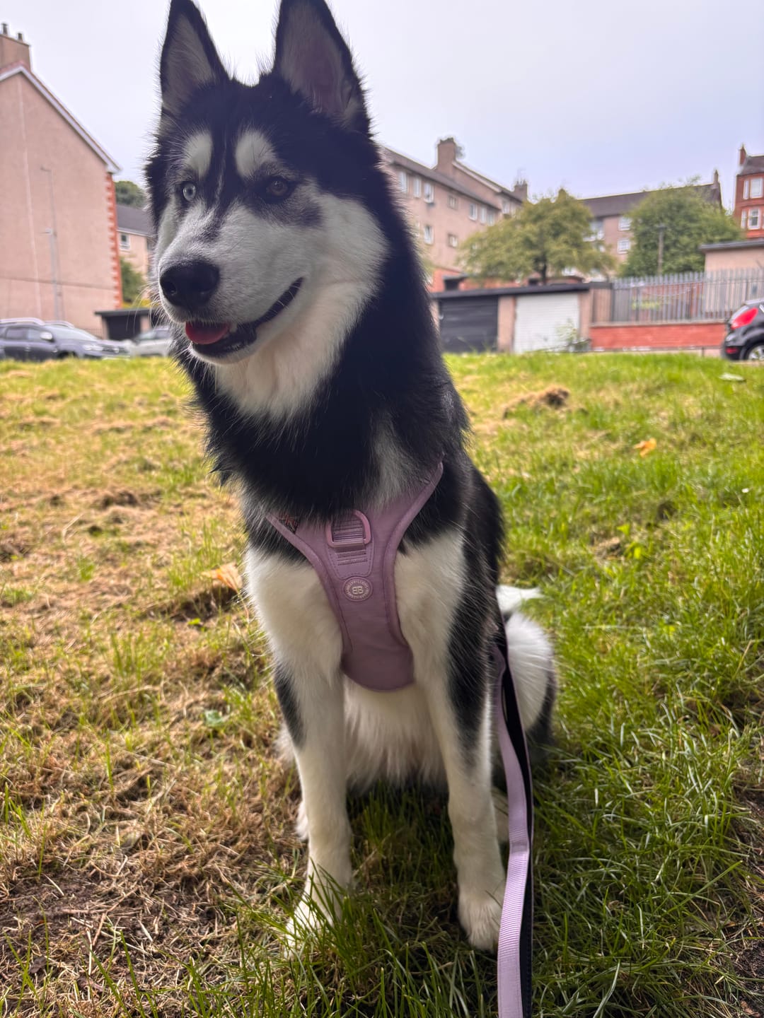 Customer photo review of Anti Pull Hurricane Harness Lighter | With Handle - Lavender X Ube