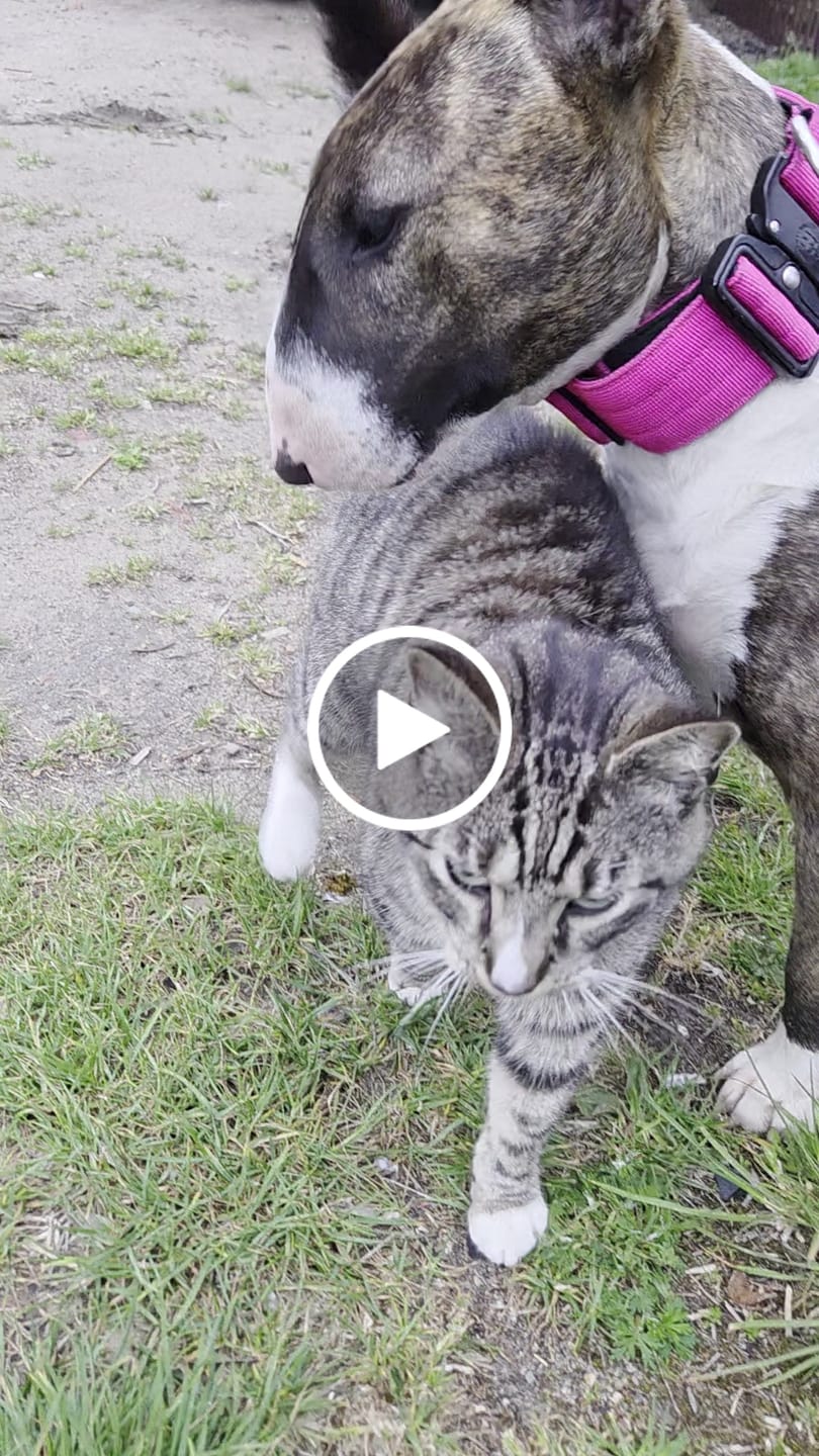 Customer video review of 4cm Combat® Collar | With Handle & Secure Clip - Magenta