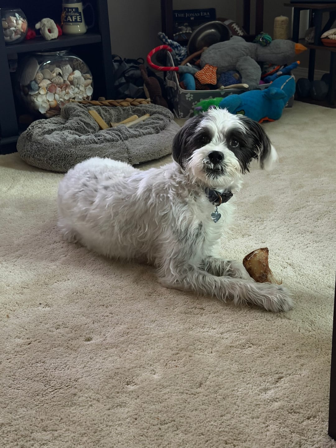 Customer photo review of 5-6 Inch Marrow Bone
