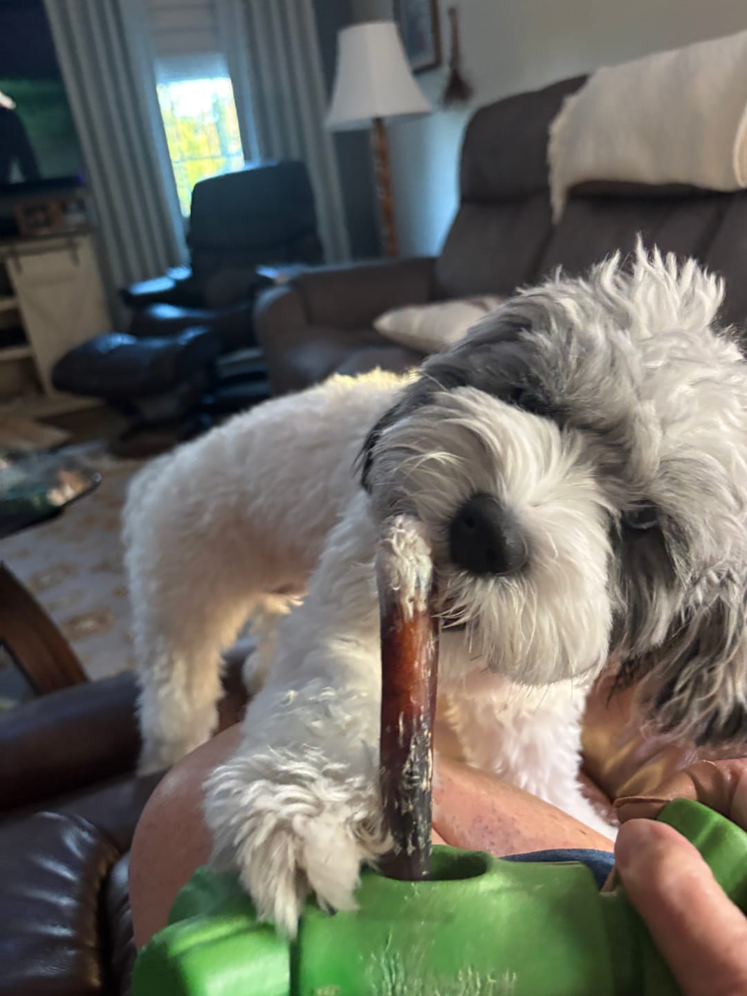 Customer photo review of 6-Inch Monster Bully Sticks — Extra-Thick, 100% Beef, Odor-Free Chew
