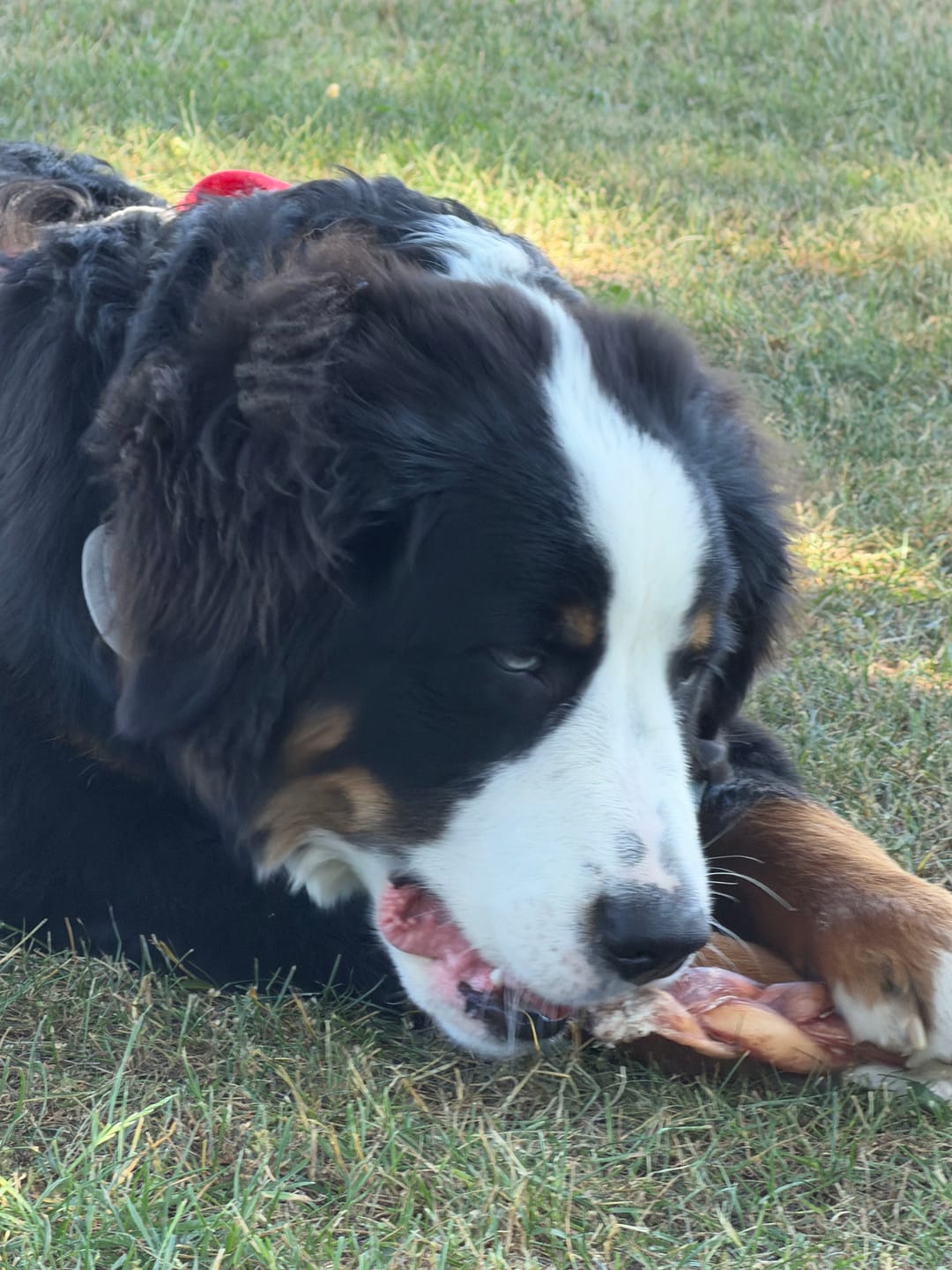 Customer photo review of 6 Inch Jumbo Braided Bully Stick