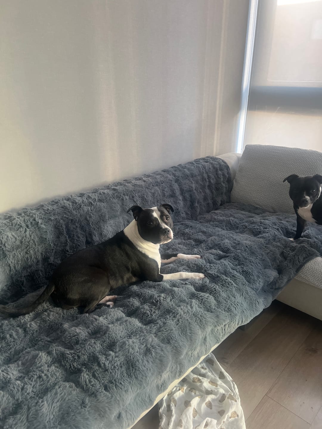 Customer photo review of Cubre Sofá Piel de Conejo — Lujo suave que protege tu sofá