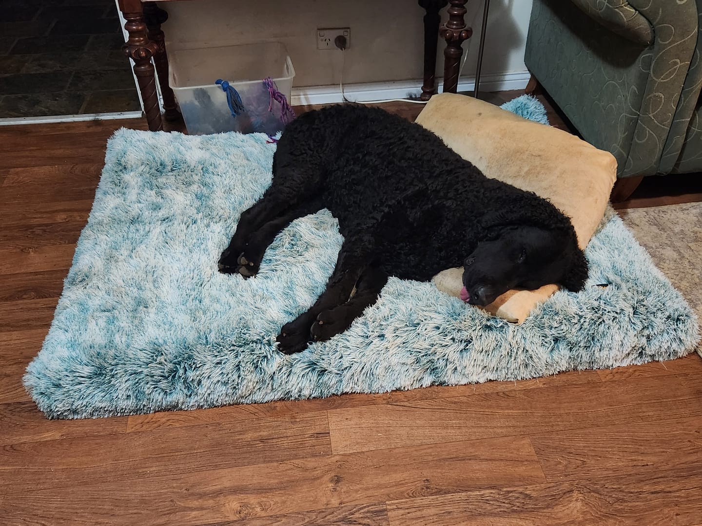 Customer photo review of Premium SuperMat Calming Bed