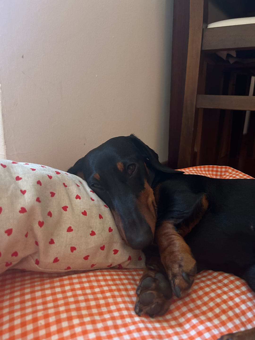 Customer photo review of Cuscino Arredo