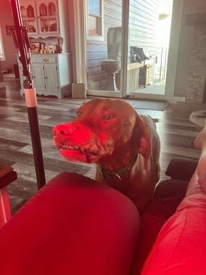 Customer photo review of RecovrLITE™ Panel MINI