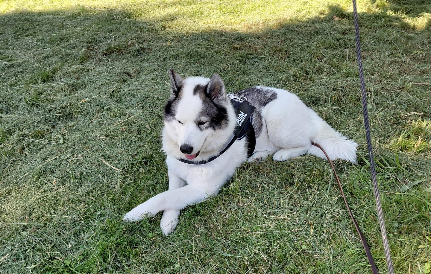 Customer photo review of Personlig Hundsele med Namn & Telefonnummer