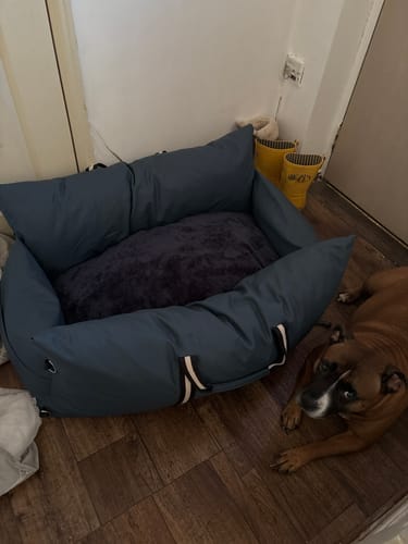 Customer's blue Dog Dock sits on a wood floor with a brown and white dog lying next to it.