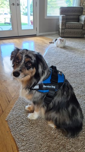 Customer's mini Aussie sitting indoors wearing a blue Personalized Dog Harness with a 'Service Dog' patch.