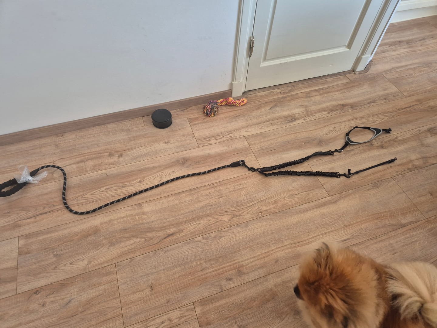 Customer photo review of 2-in-1 duo Hondenlijn met 360° draaikoppeling – Klitvrij en schok dempend.