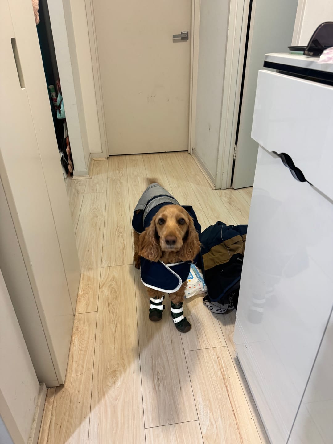 Customer photo review of Dog Rainboots, Waterproof Dog Shoes - Green Camo