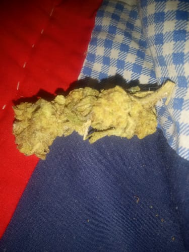 Customer photo review of Panama Red THCA Flower
