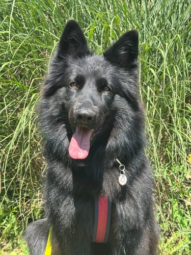 Kundenfoto für Happy Tummy zeigt einen glücklichen, schwarzen Hund, der draußen im Gras sitzt.