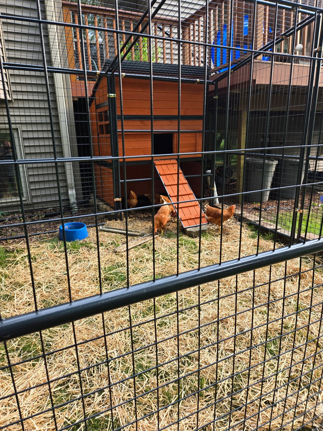Customer photo review of Complete Guide to Healthy Chickens and Better Eggs (Digital Guide)
