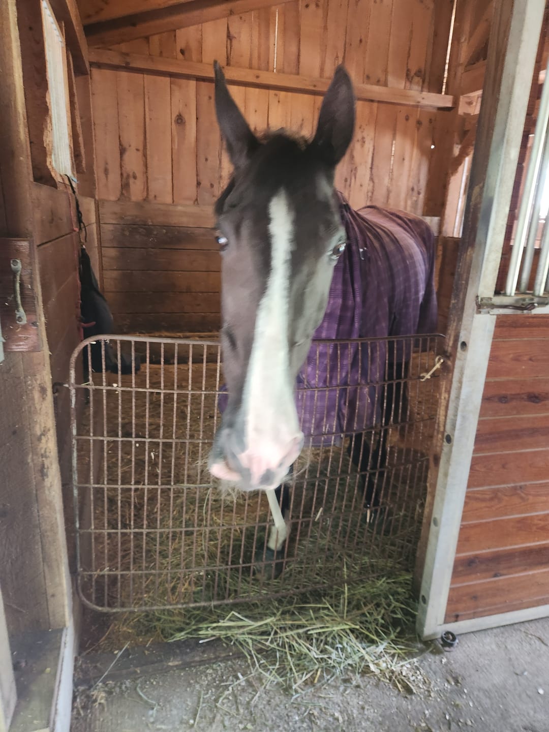 Customer photo review of Timothy Orchard Grass Hay (Click here for Qty Discount) Grass Hay (Buy More - Save More)(Includes delivery too!)