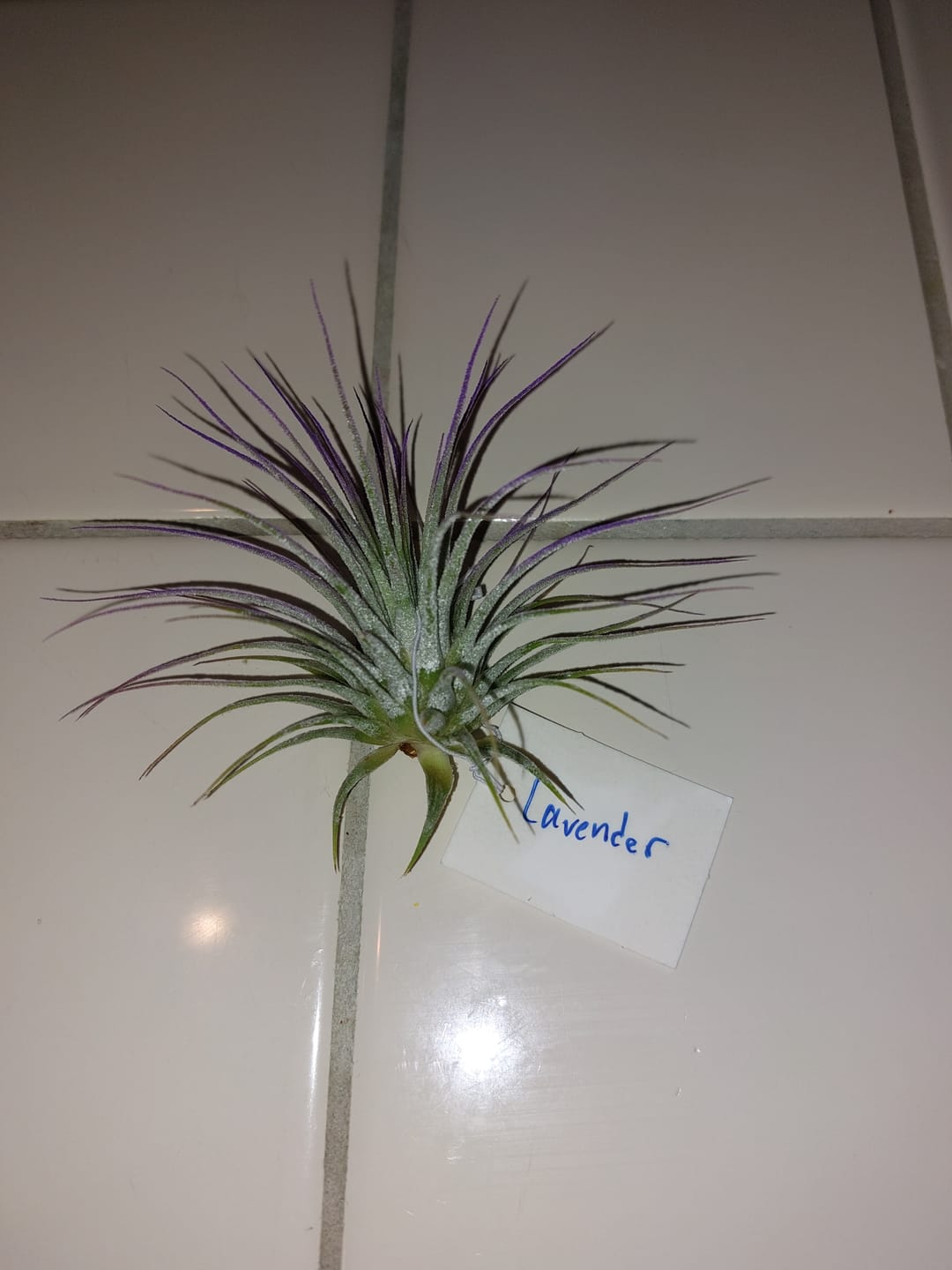 Customer photo review of Ionantha Lavender