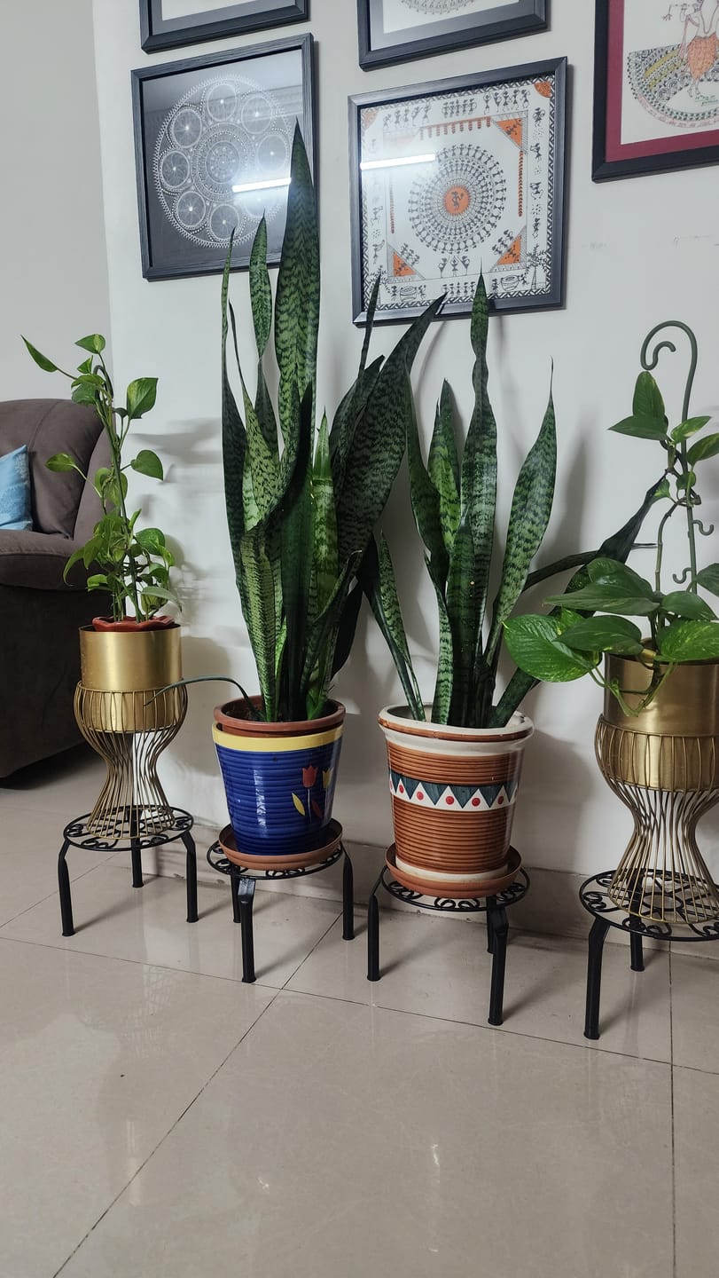 Customer photo review of UnitedCrafts Trivia Metal Pot Stand High Quality & Unique Design