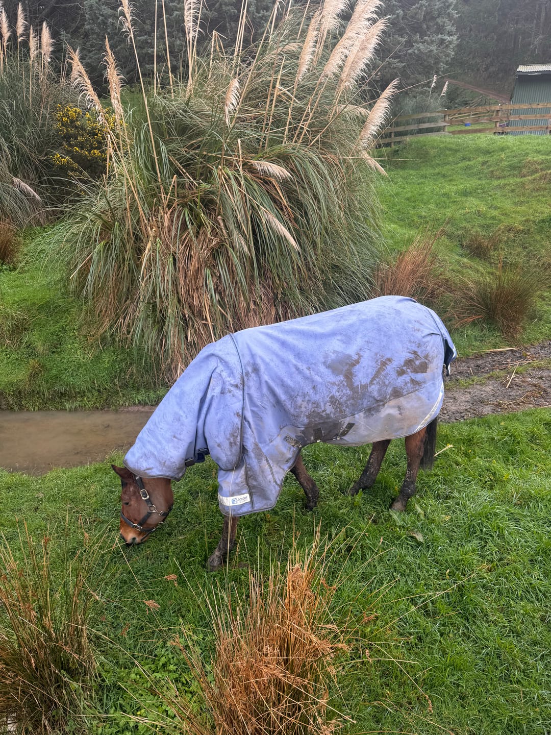 Customer photo review of LE Boxter Turnout Ripstop 50g