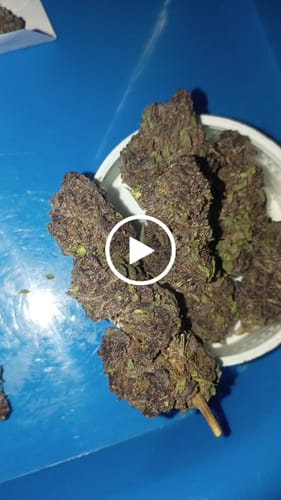 Customer video review of Tropicana Cherry THCA Flower
