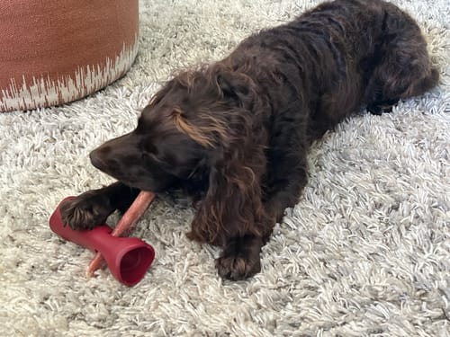 Customer's brown dog lying on a rug chewing on a 12 Inch Monster Bully Stick held in a red toy.