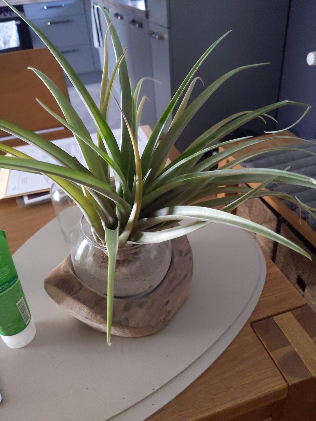 Customer photo review of Tillandsia capitata 'YELLOW' - XL