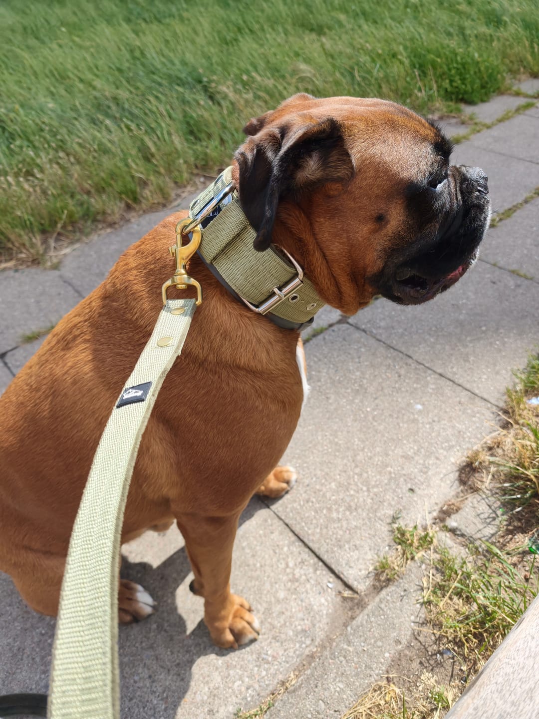Customer photo review of Smycz nylonowa Walk Leash – Golden Edition Olive Green