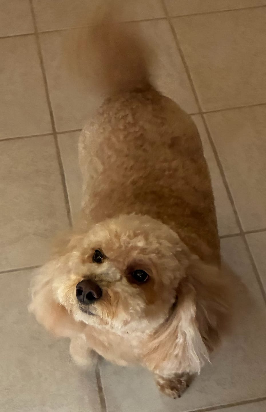 Customer photo review of FurLife™ - Flea & Tick Defense Chews