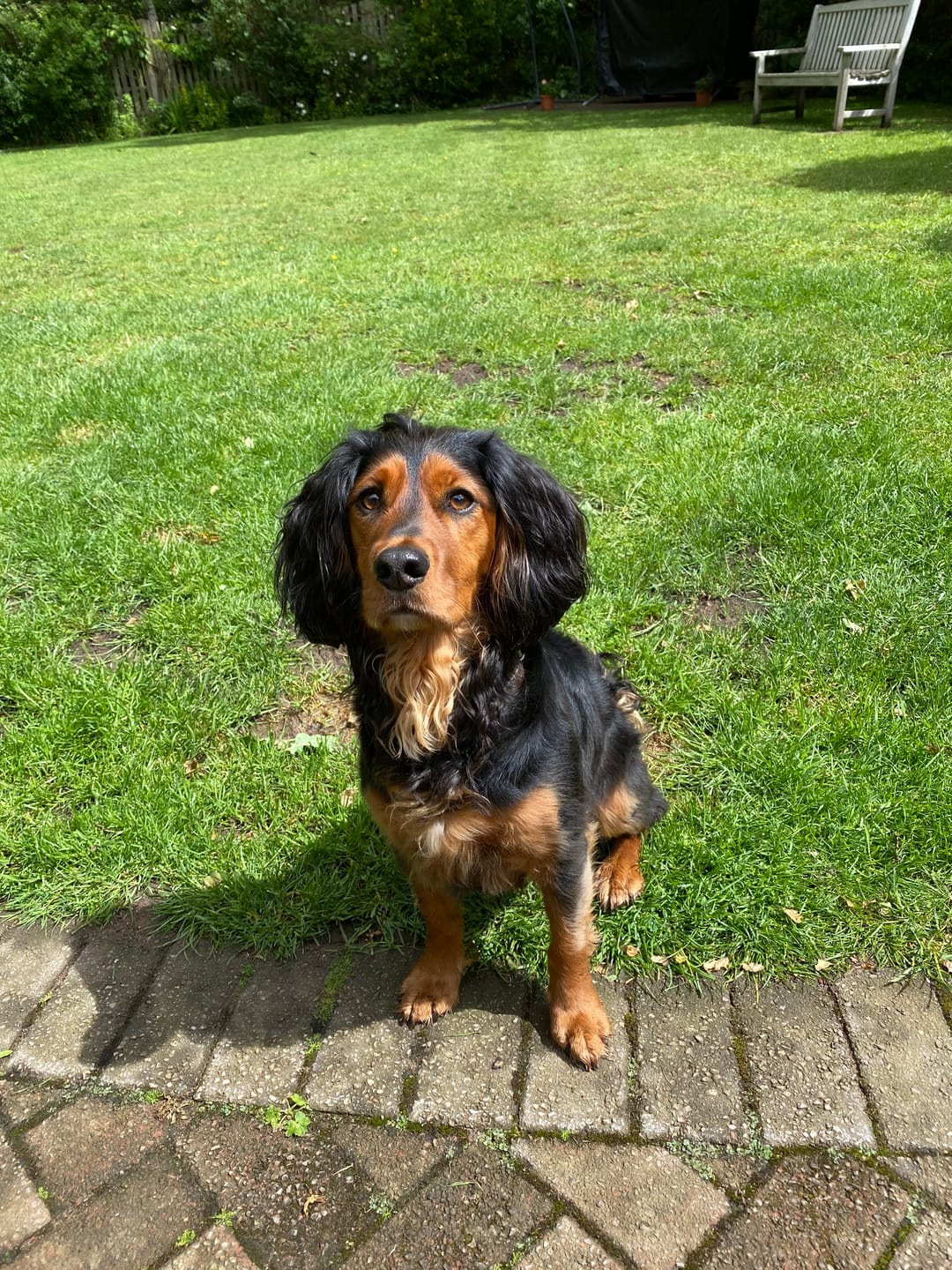 Customer photo review of 100% Natural Plaque Remover for Dogs & Cats (200g)